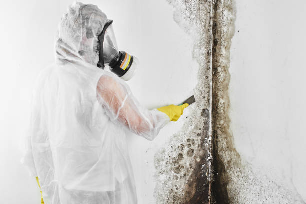 Best Industrial Mold Remediation in Sheboygan, WI