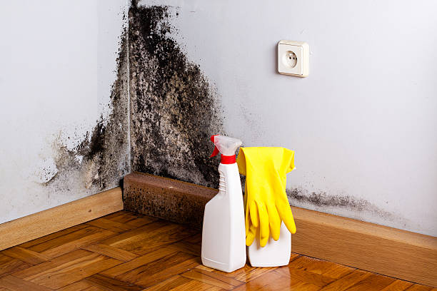 Best Bathroom Mold Remediation in Sheboygan, WI